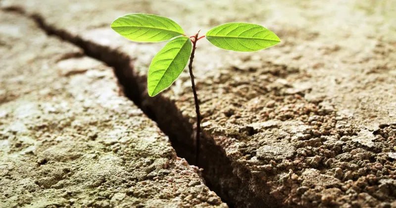 Vztrajnost - Gaia Naturelle