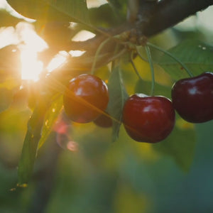 Kolagen Shot Češnja & Bezeg