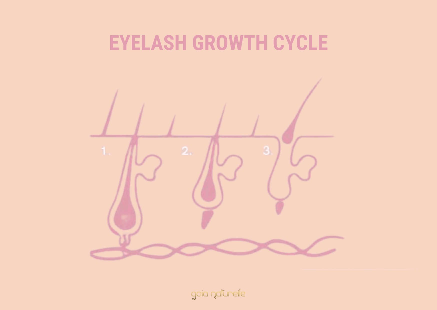 Eyelash growth cycle