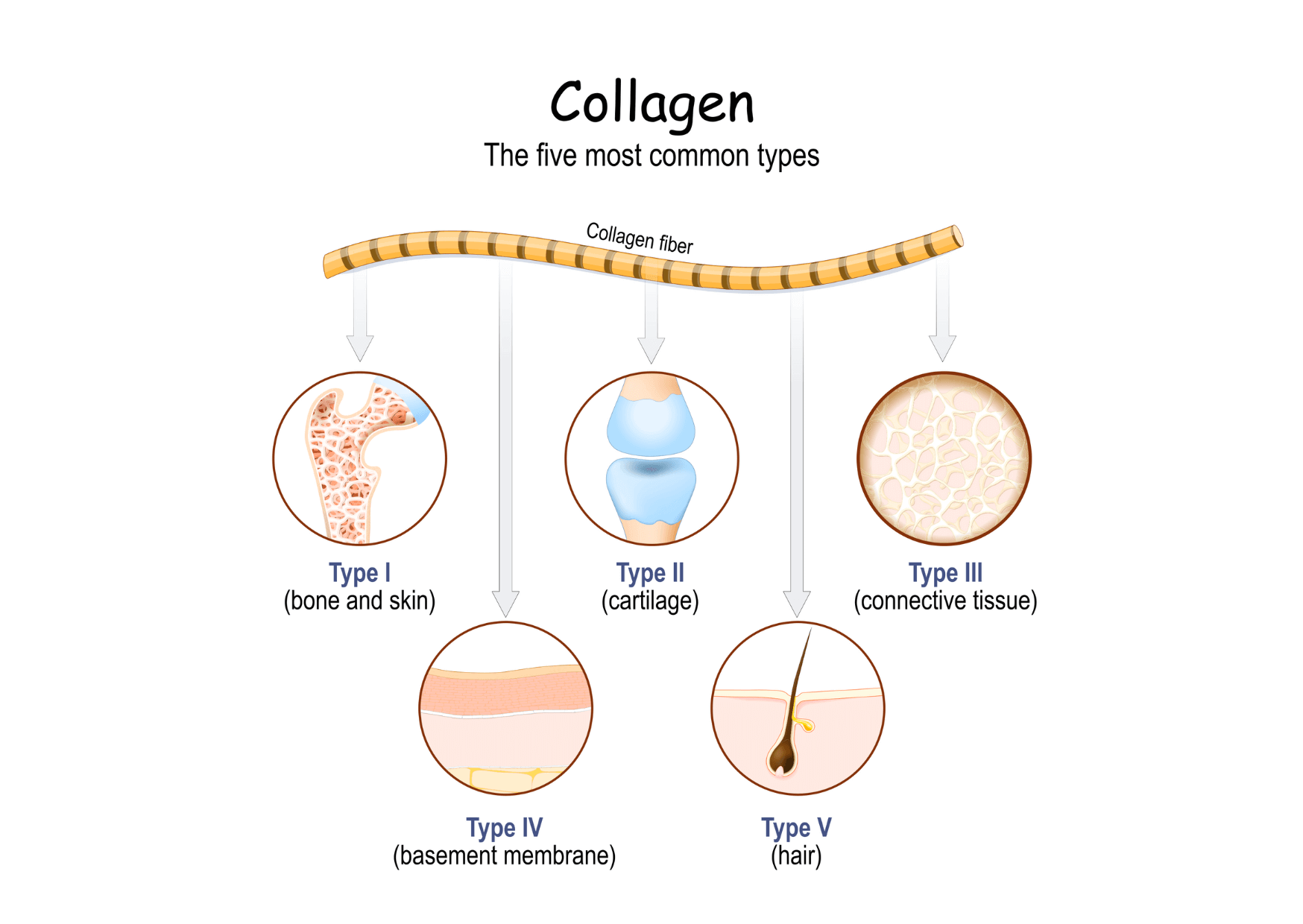 Collagen types