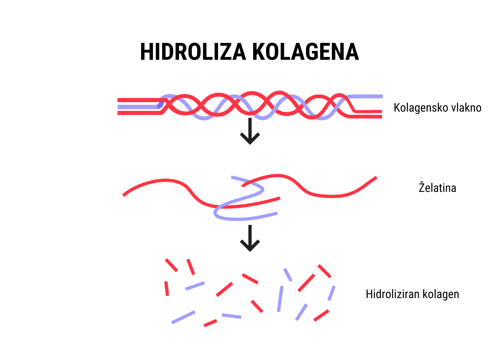 Hidroliza kolagena