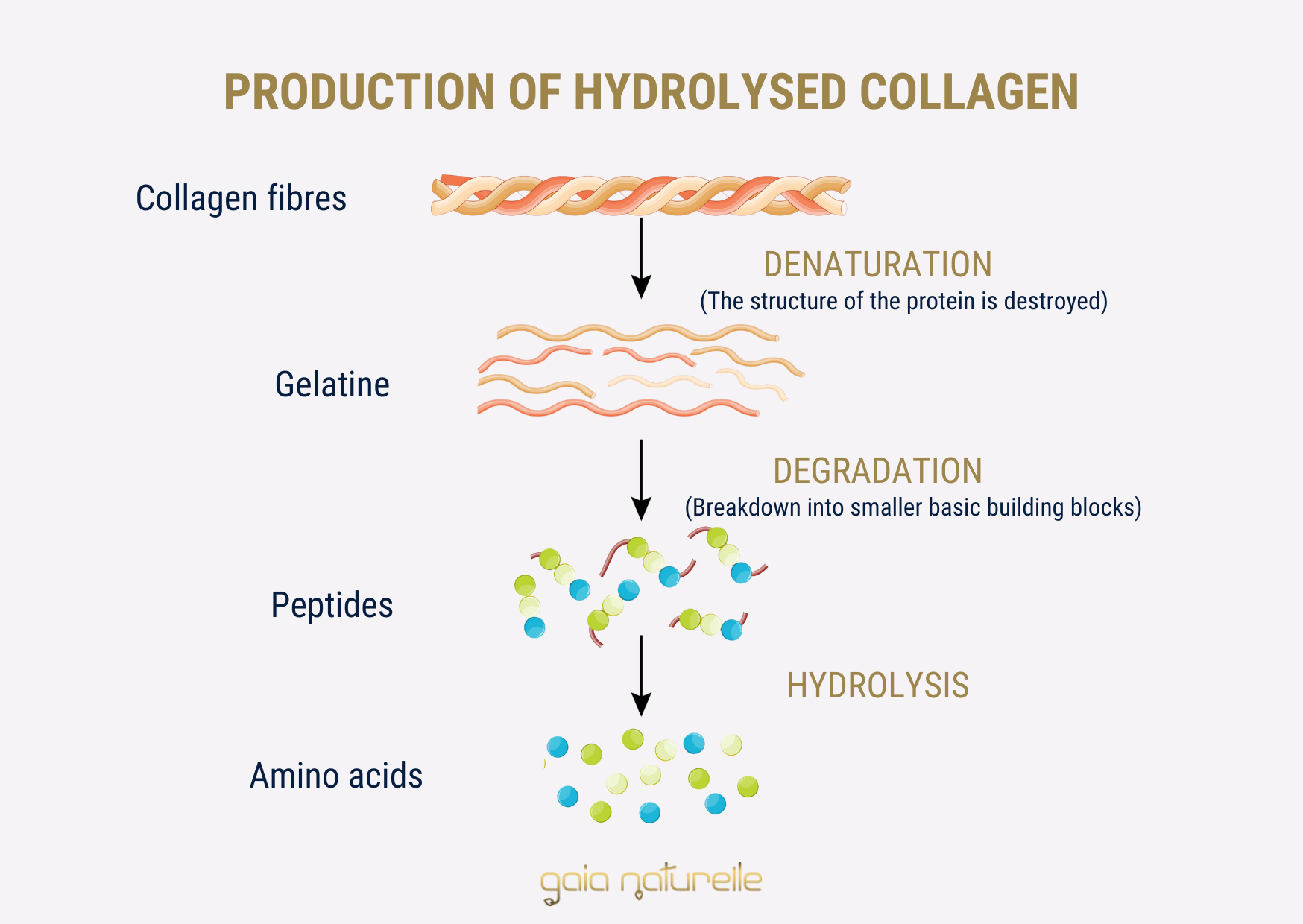 Hydrolyzed collagen production