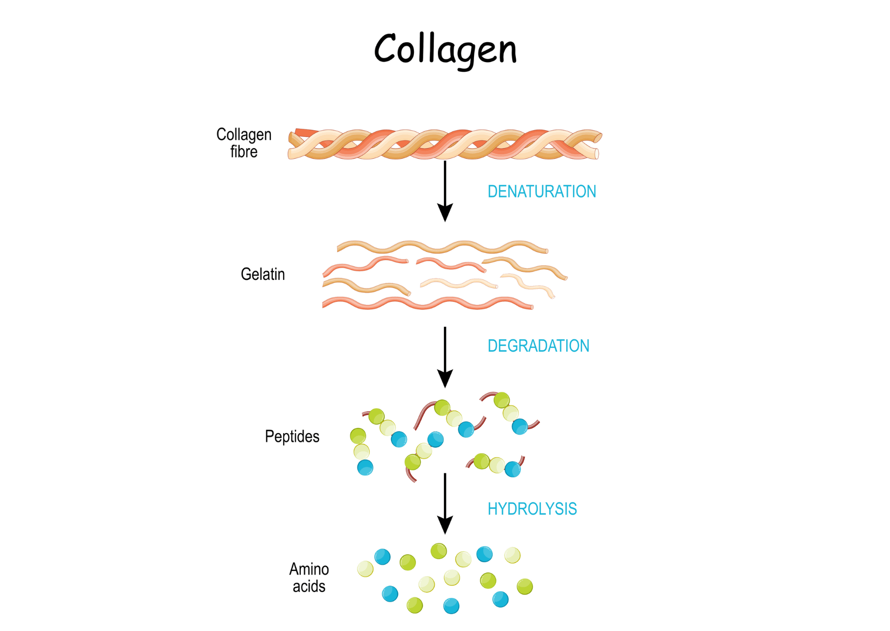 Hydrolyzed collagen