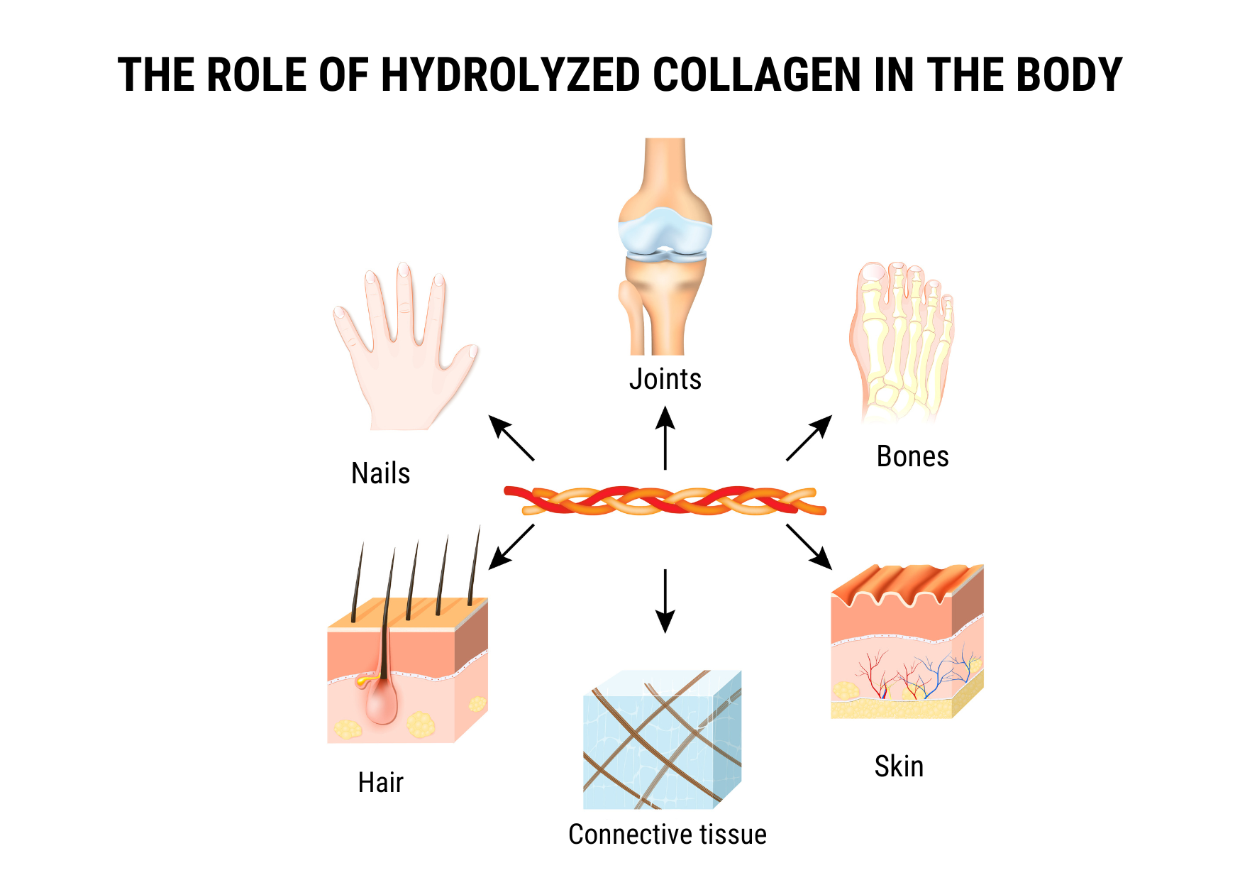 The role of hydrolyzed collagen in the body