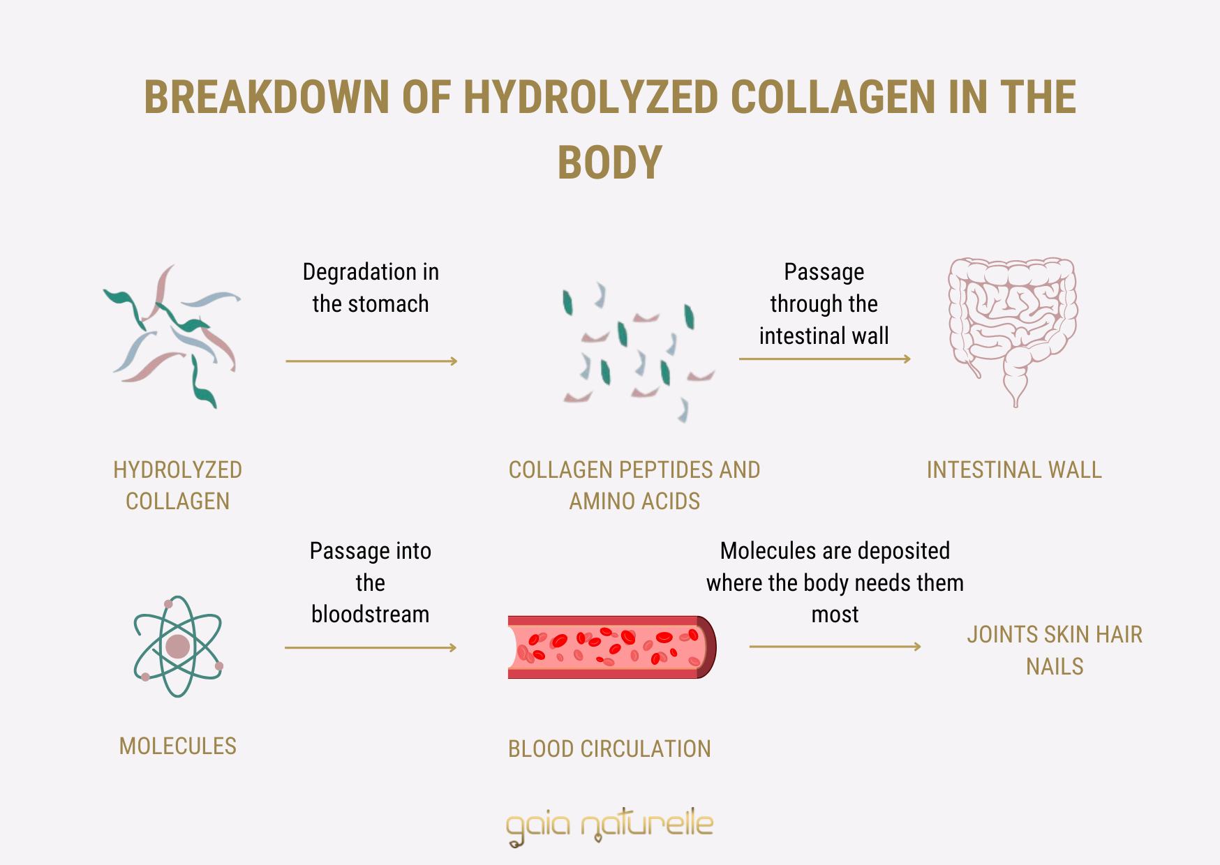 Breakdown of hydrolyzed collagen in the body