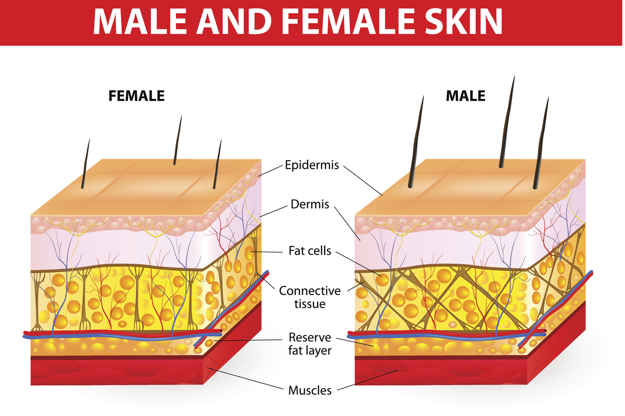 Male and female skin